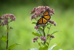 Monarch Butterfly, Glenstone Nature Walk