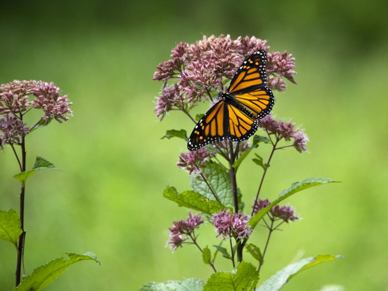 Monarch Butterfly, Glenstone Nature Walk
