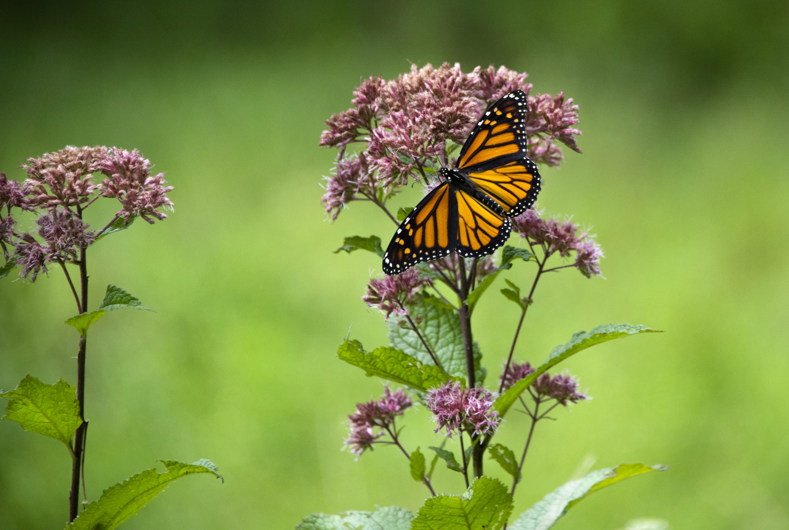 Monarch Butterfly, Glenstone Nature Walk — image 1