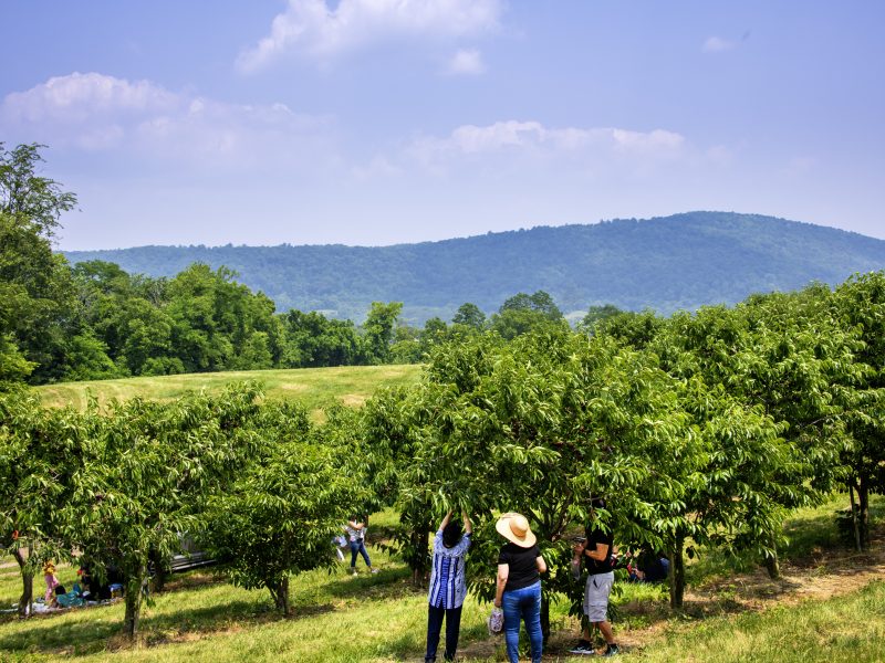 Picking cherries in Markham, VA