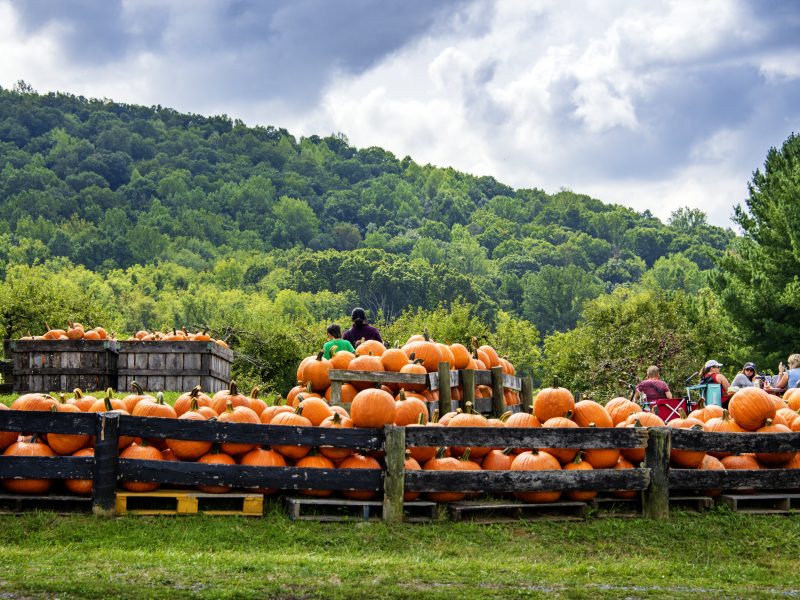 Stribling Orchard in the Fall